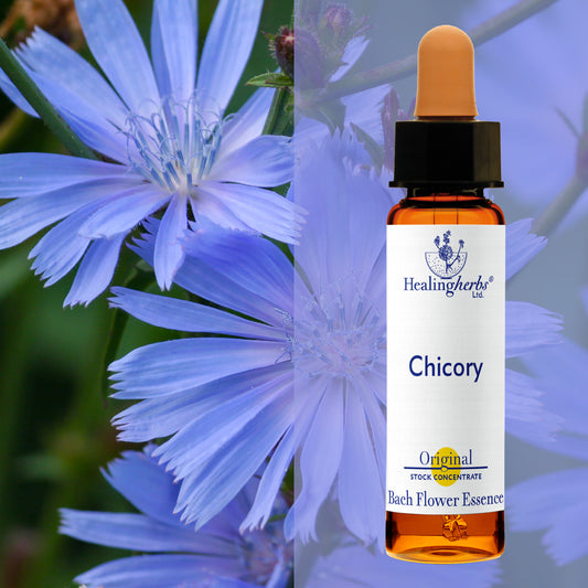 Cigoriņš / Chicory, 10 ml