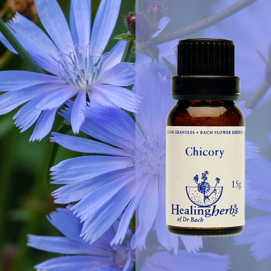 Cigoriņš / Chicory, 15 g