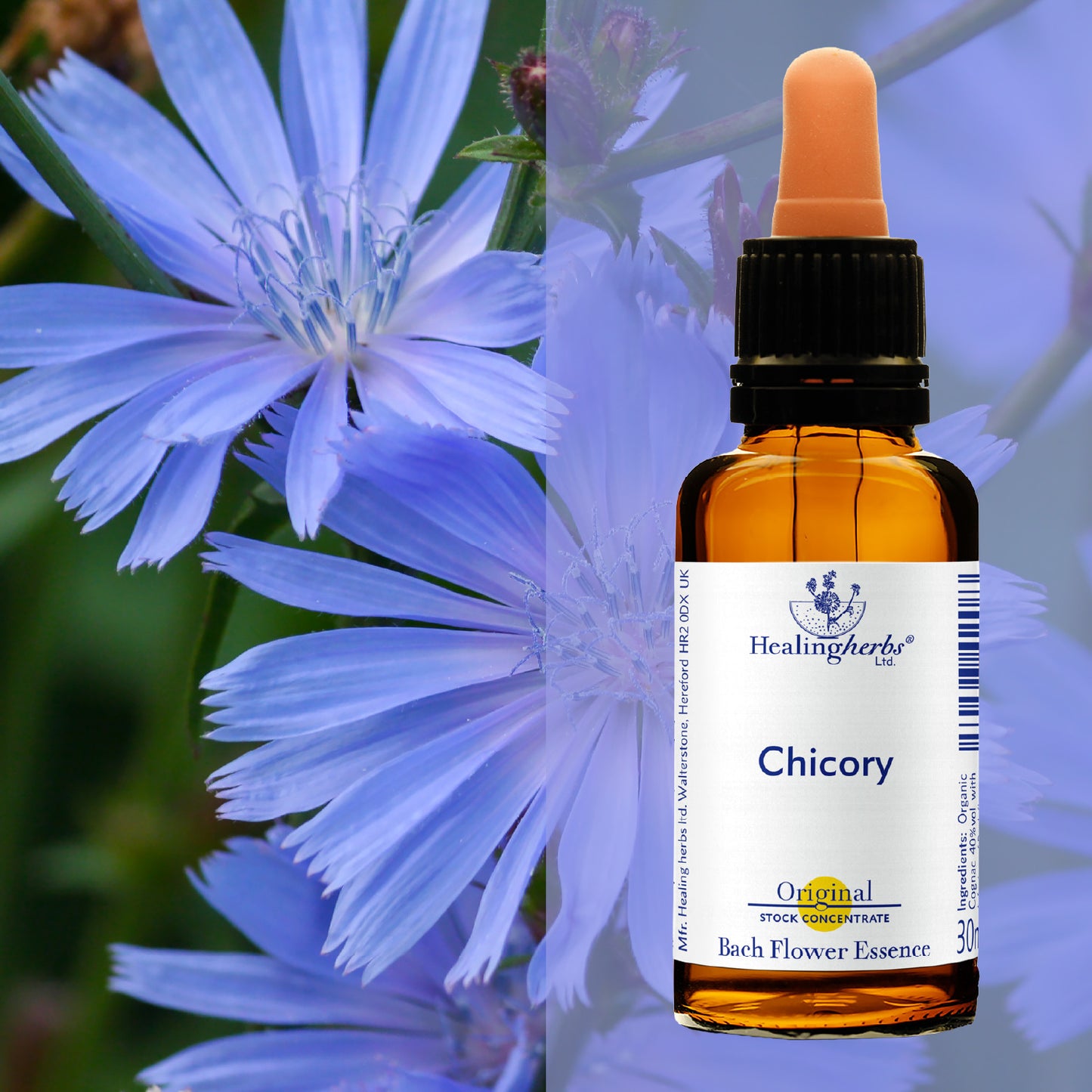 Cigoriņš / Chicory, 30 ml