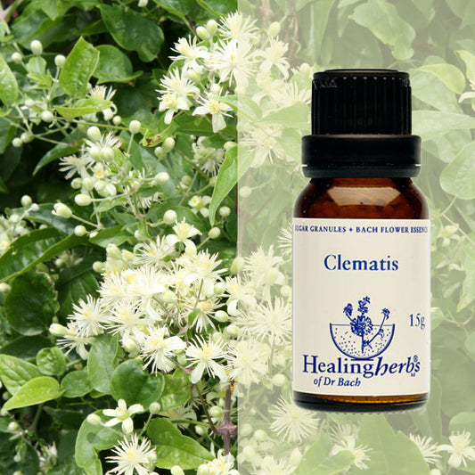 Mežvītenis / Clematis, 15 g