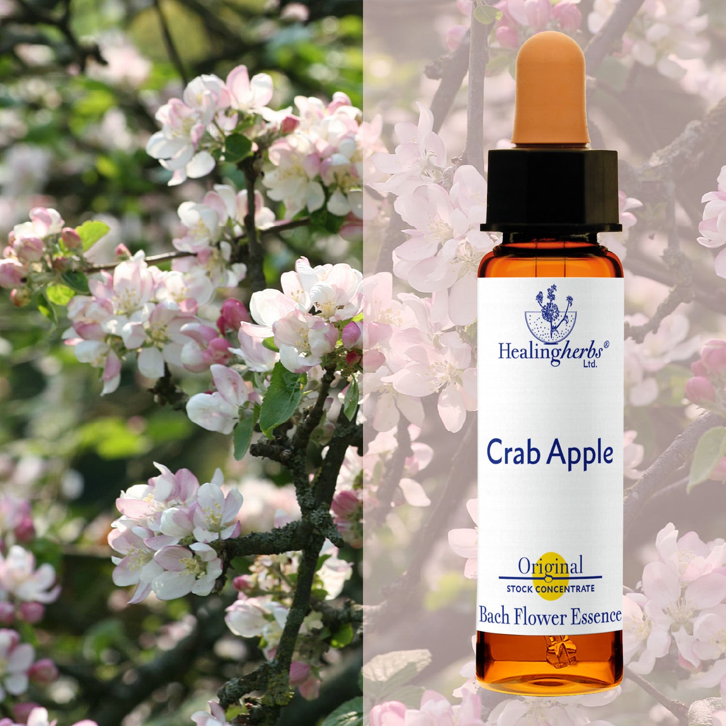 Mežābele / Crab Apple, 10 ml