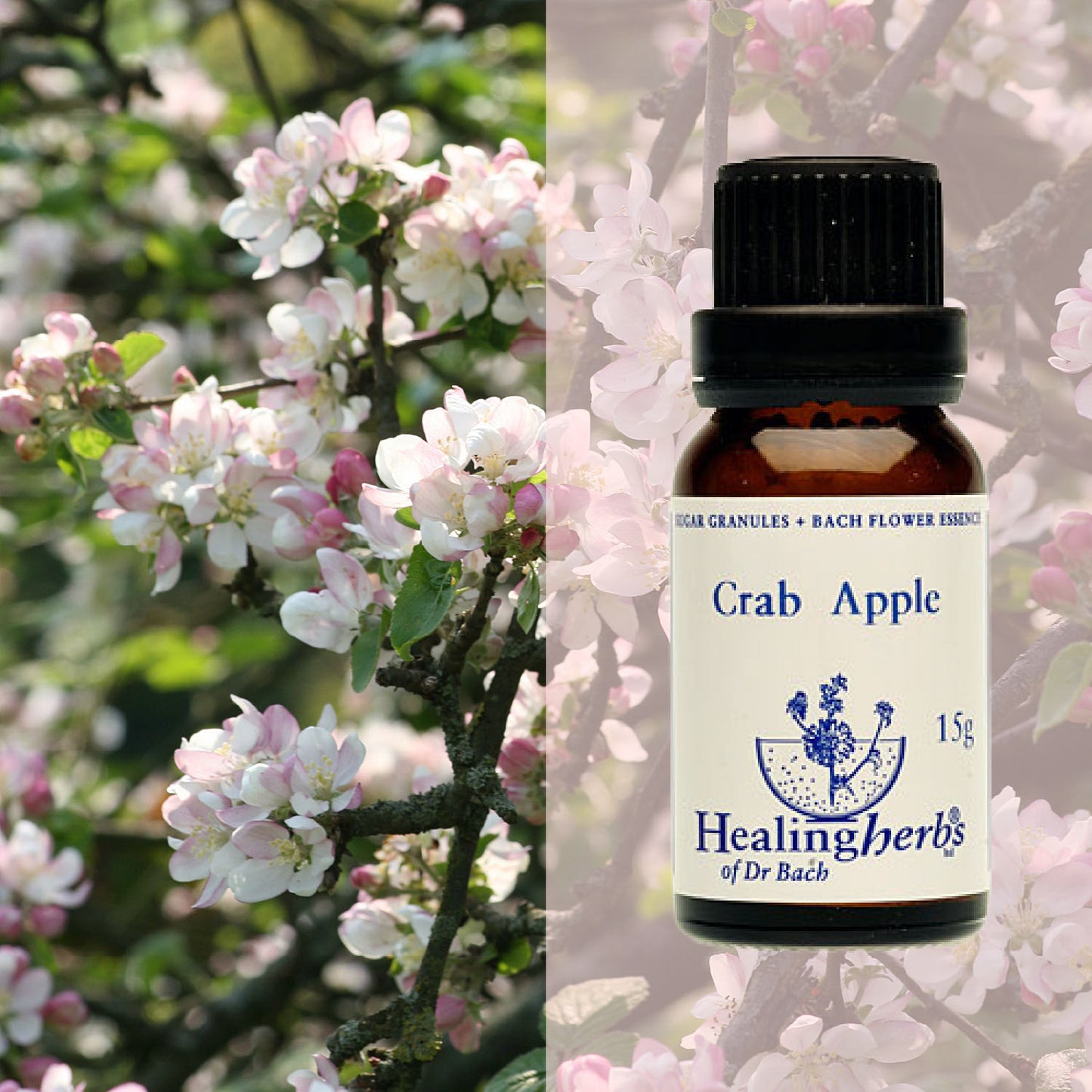 Mežābele / Crab Apple, 15 g