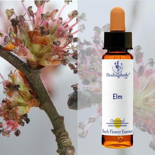 Goba/ Elm, 10 ml