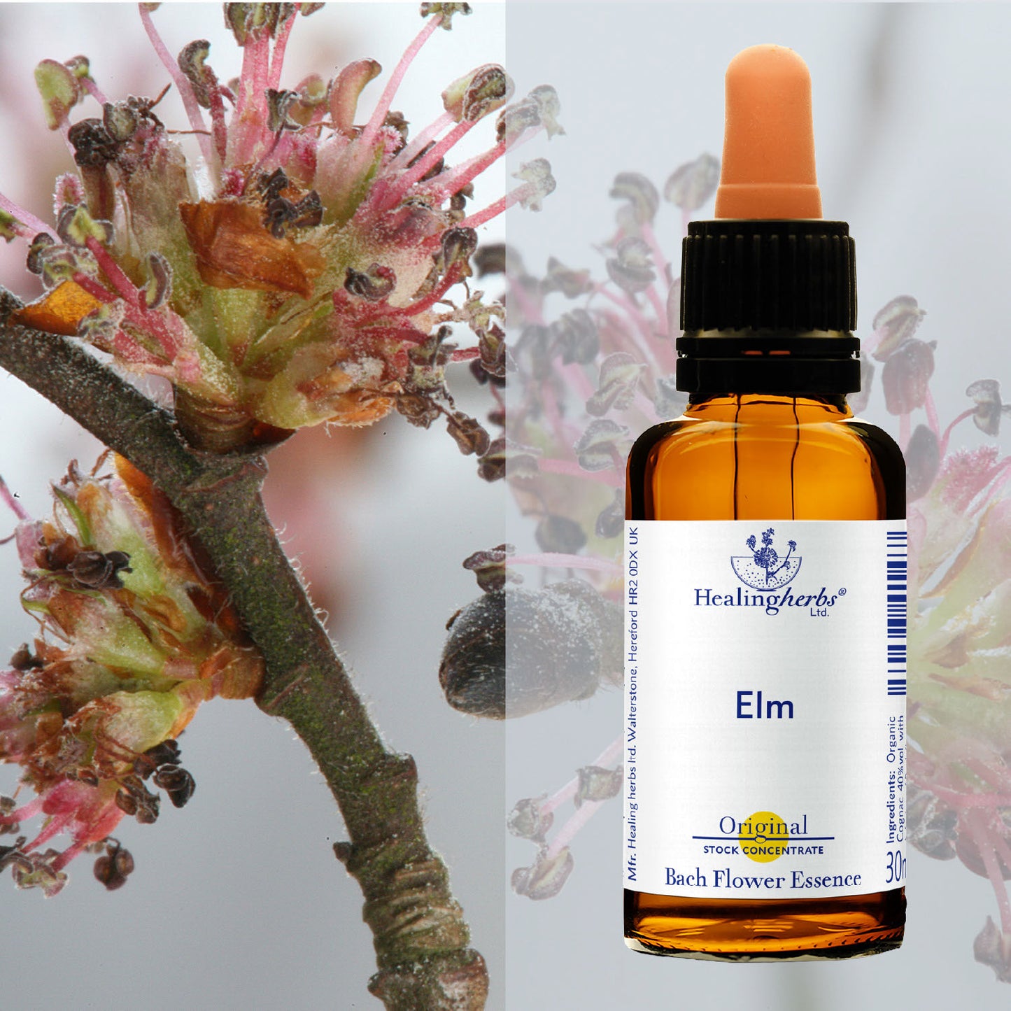 Goba/ Elm, 30 ml