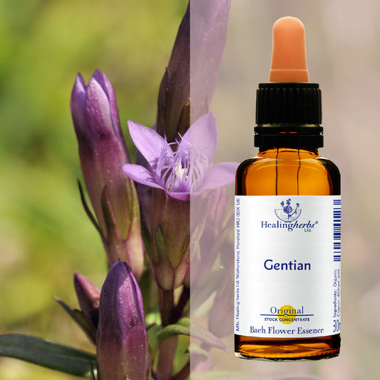 Drudzenīte / Gentian, 30 ml