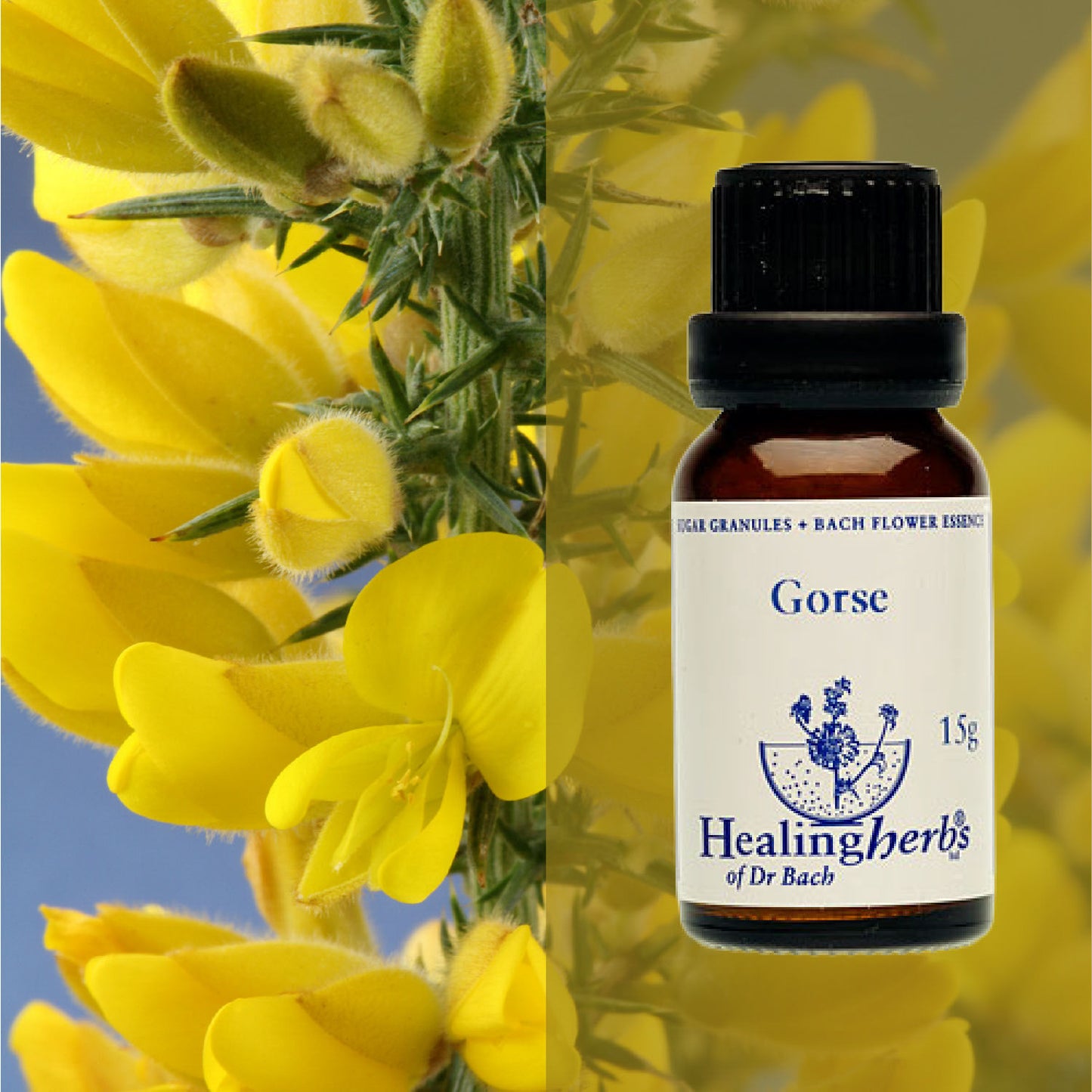 Ulekss / Gorse, 15 g