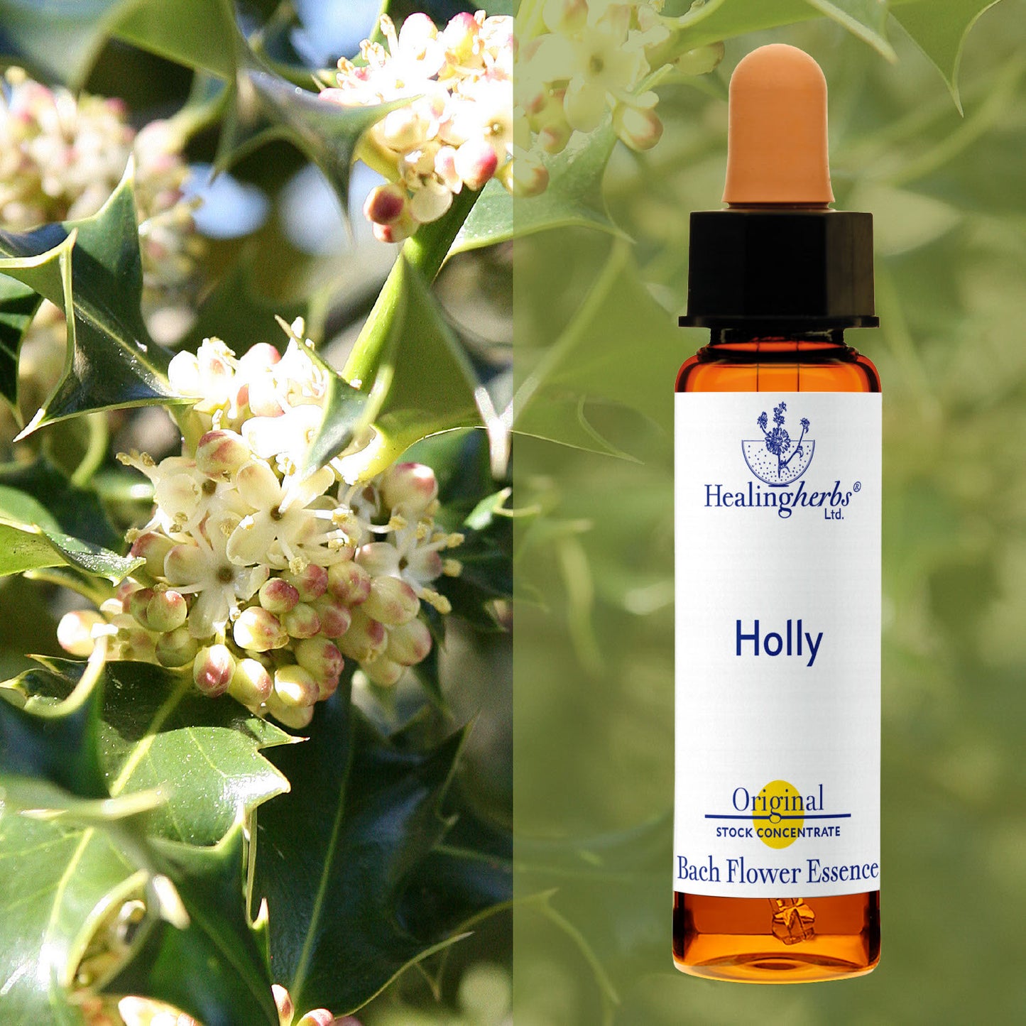 Ilekss / Holly, 10 ml