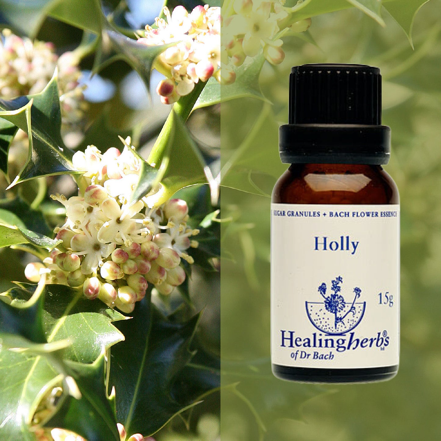 Ilekss / Holly, 15 g