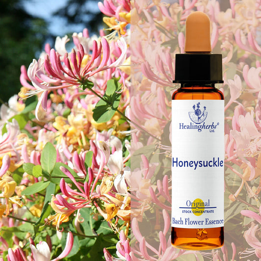 Vīteņsausserdis / Honeysuckle, 10 ml