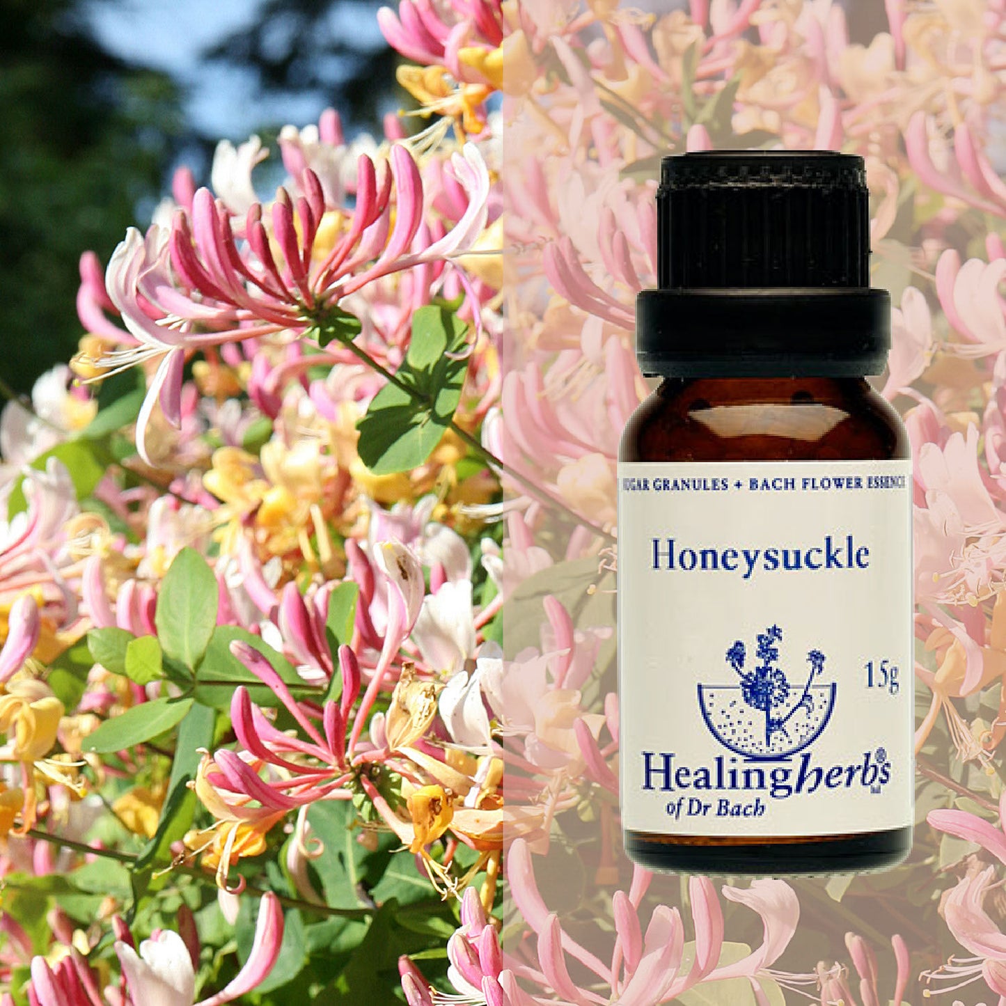 Vīteņsausserdis / Honeysuckle, 15 g