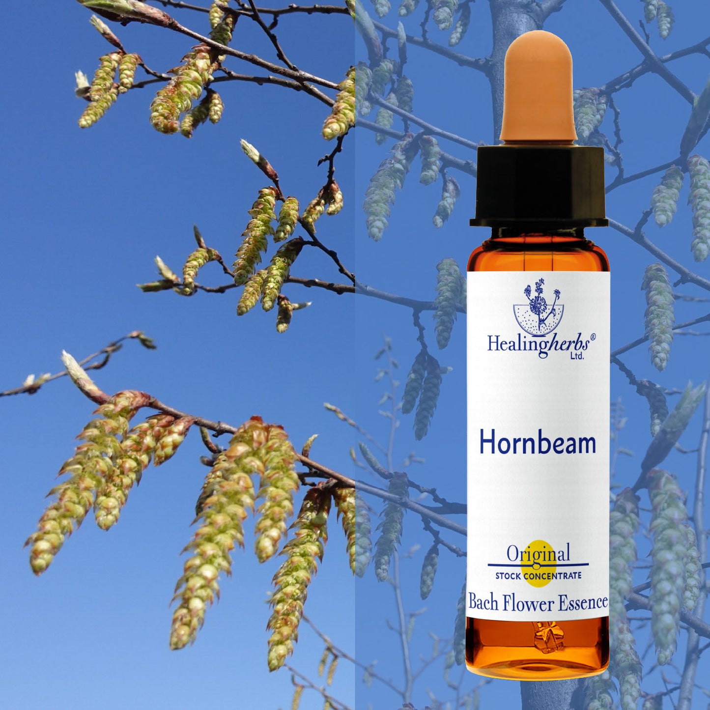 Skābardis / Hornbeam, 10 ml