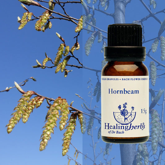 Skābardis / Hornbeam, 15 g