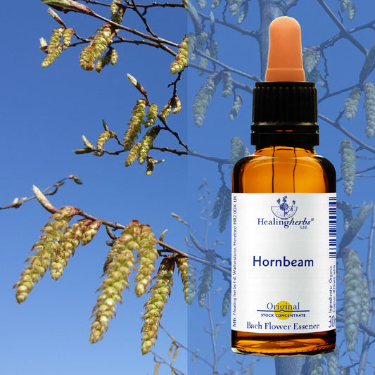 Skābardis / Hornbeam, 30 ml