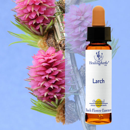 Lapegle / Larch, 10 ml