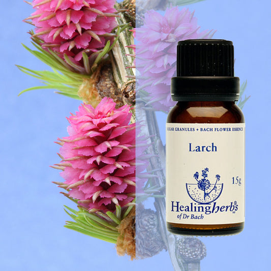 Lapegle / Larch, 15 g