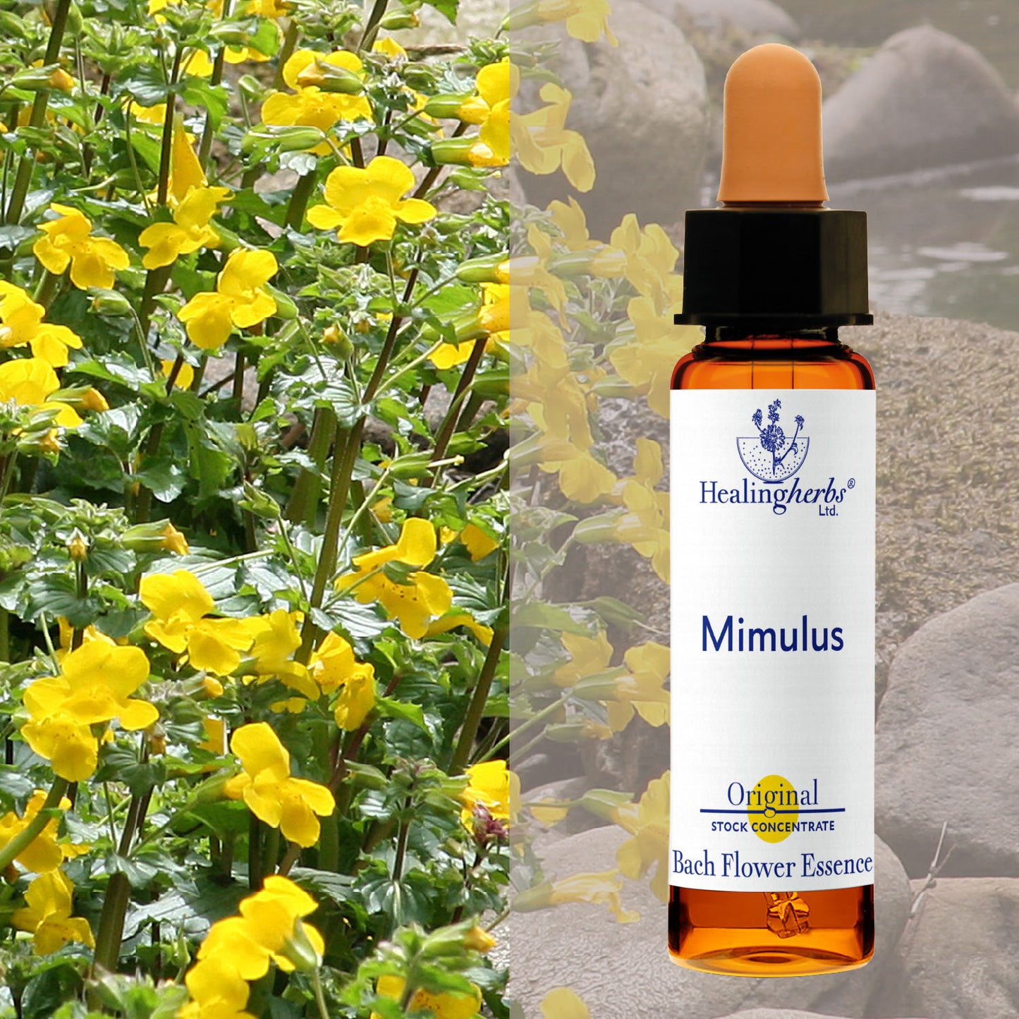 Pērtiķmutīte / Mimulus, 10 ml