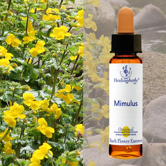 Pērtiķmutīte / Mimulus, 10 ml