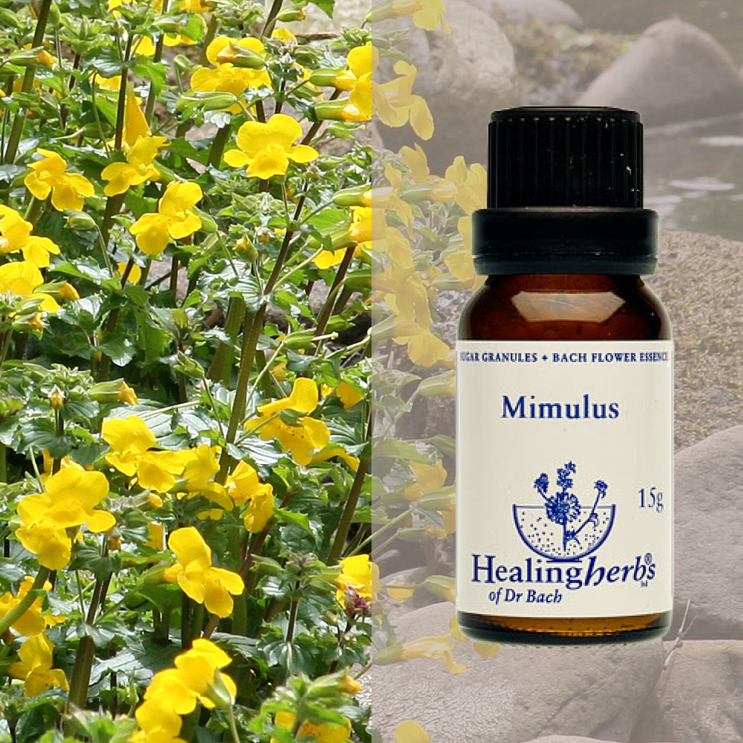 Pērtiķmutīte / Mimulus, 15 g