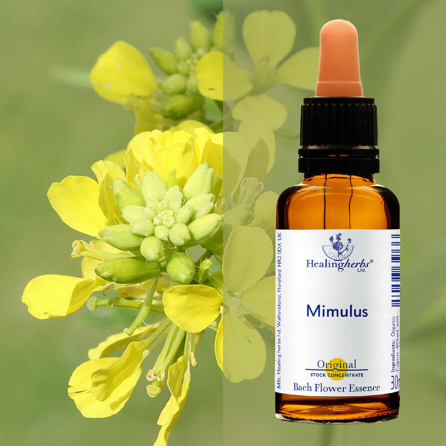 Sinepe / Mustard, 30 ml