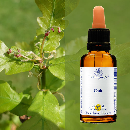 Ozols / Oak, 30 ml