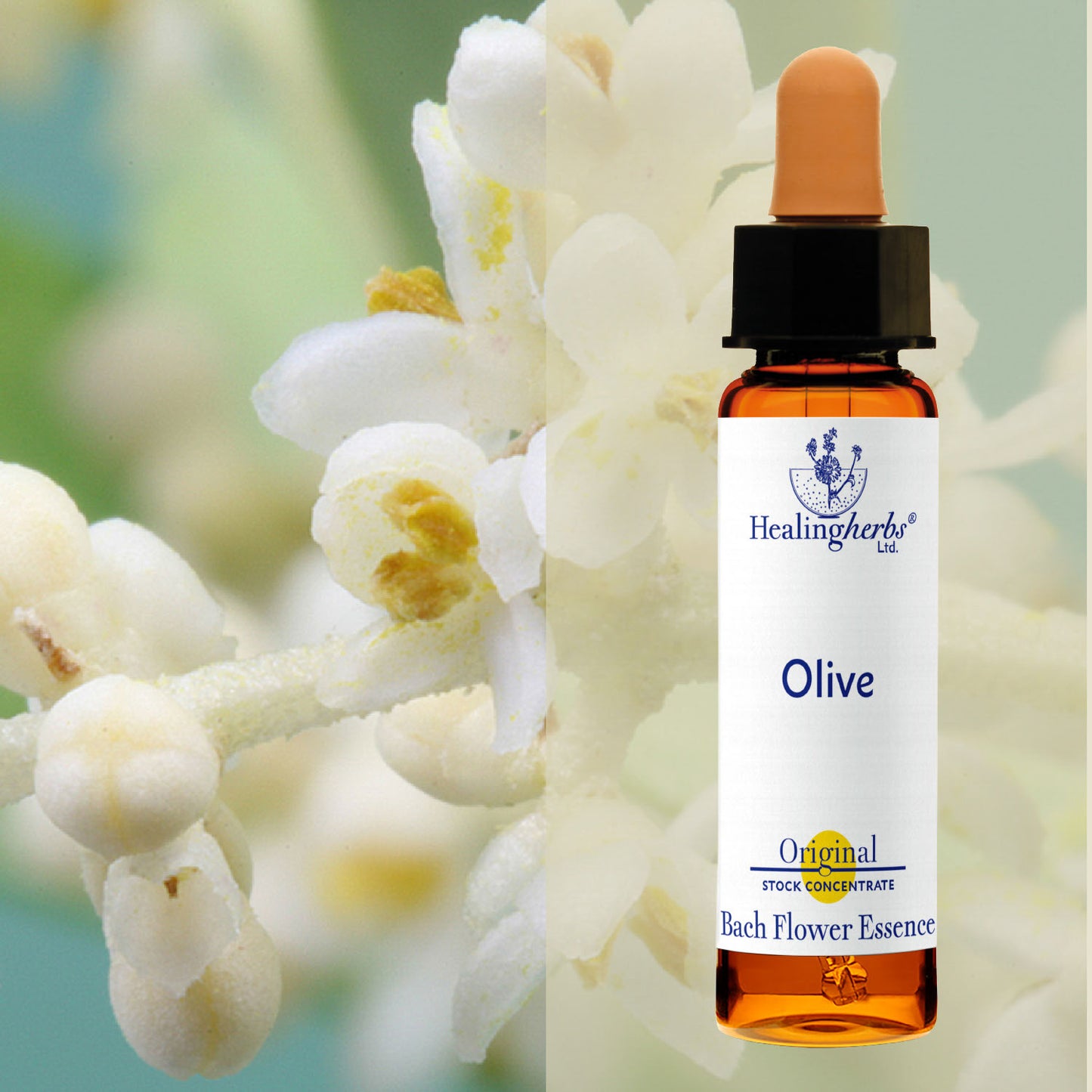 Olīvkoks / Olive, 10 ml