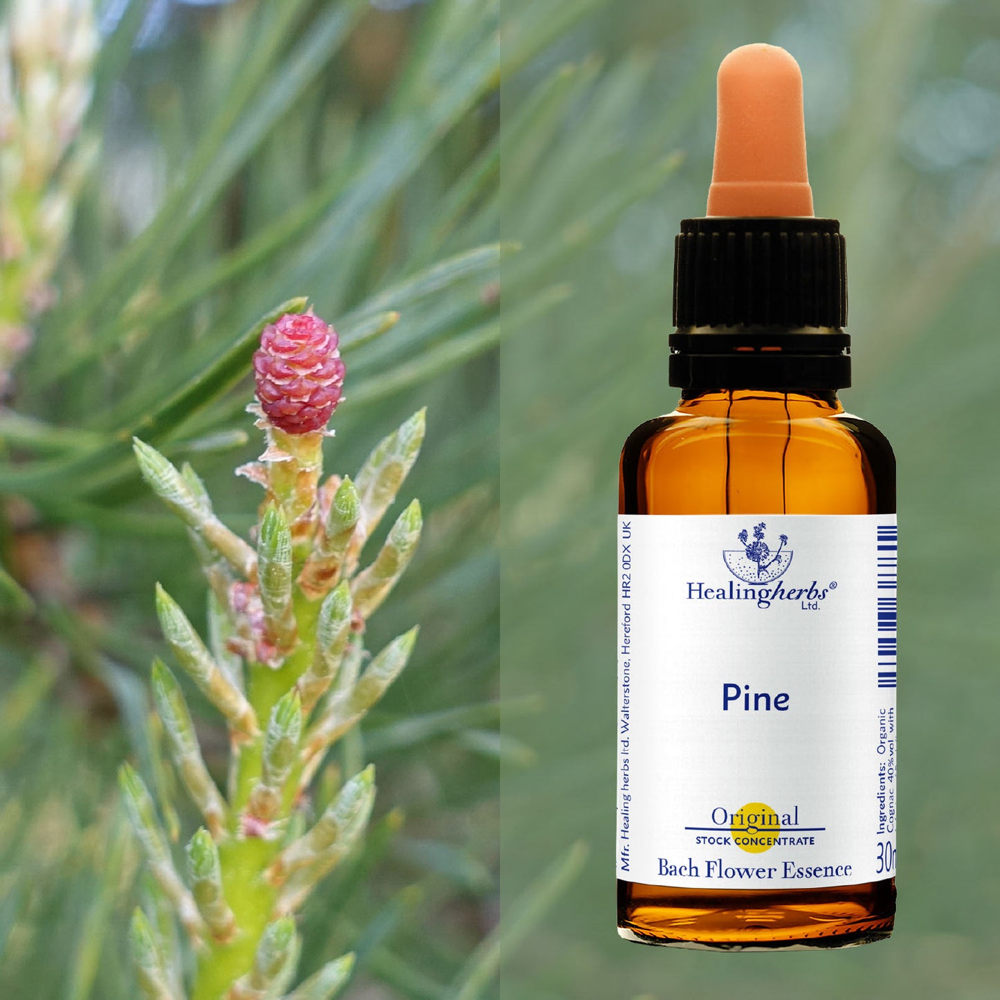 Priede / Pine, 30 ml