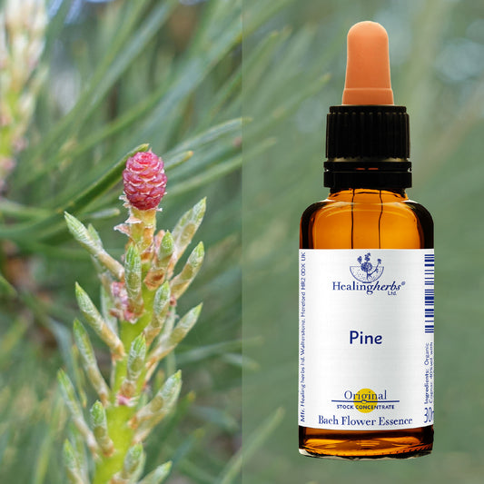 Priede / Pine, 30 ml