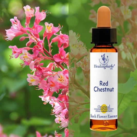 Sārtā zirgkastaņa / Red Chestnut, 10 ml