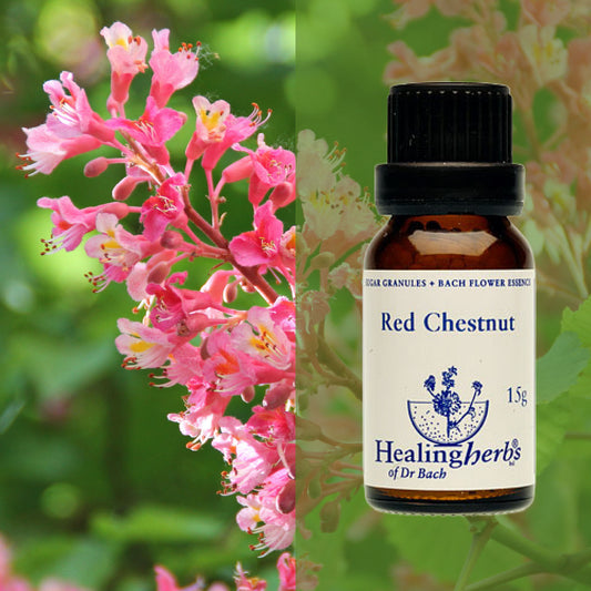 Sārtā zirgkastaņa / Red Chestnut, 15 g