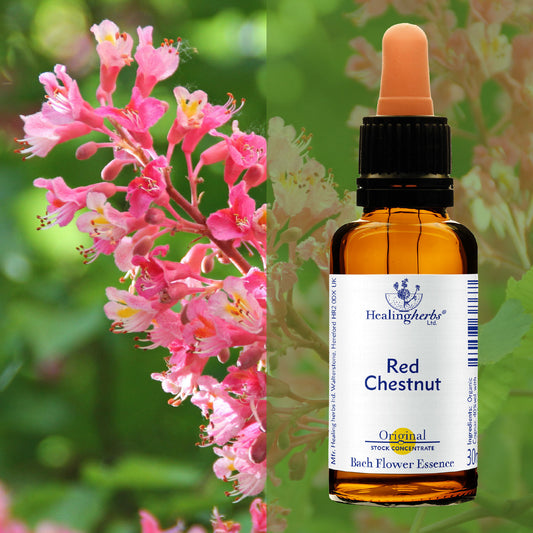 Sārtā zirgkastaņa / Red Chestnut, 30 ml