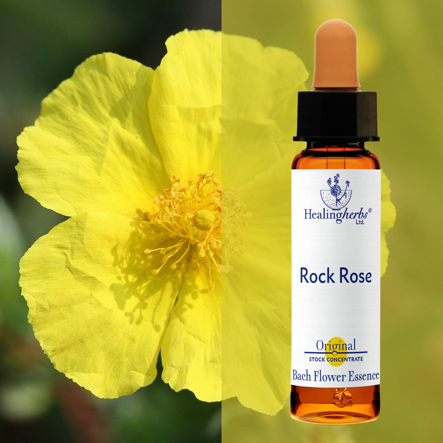 Saulrozīte / Rock Rose, 10 ml