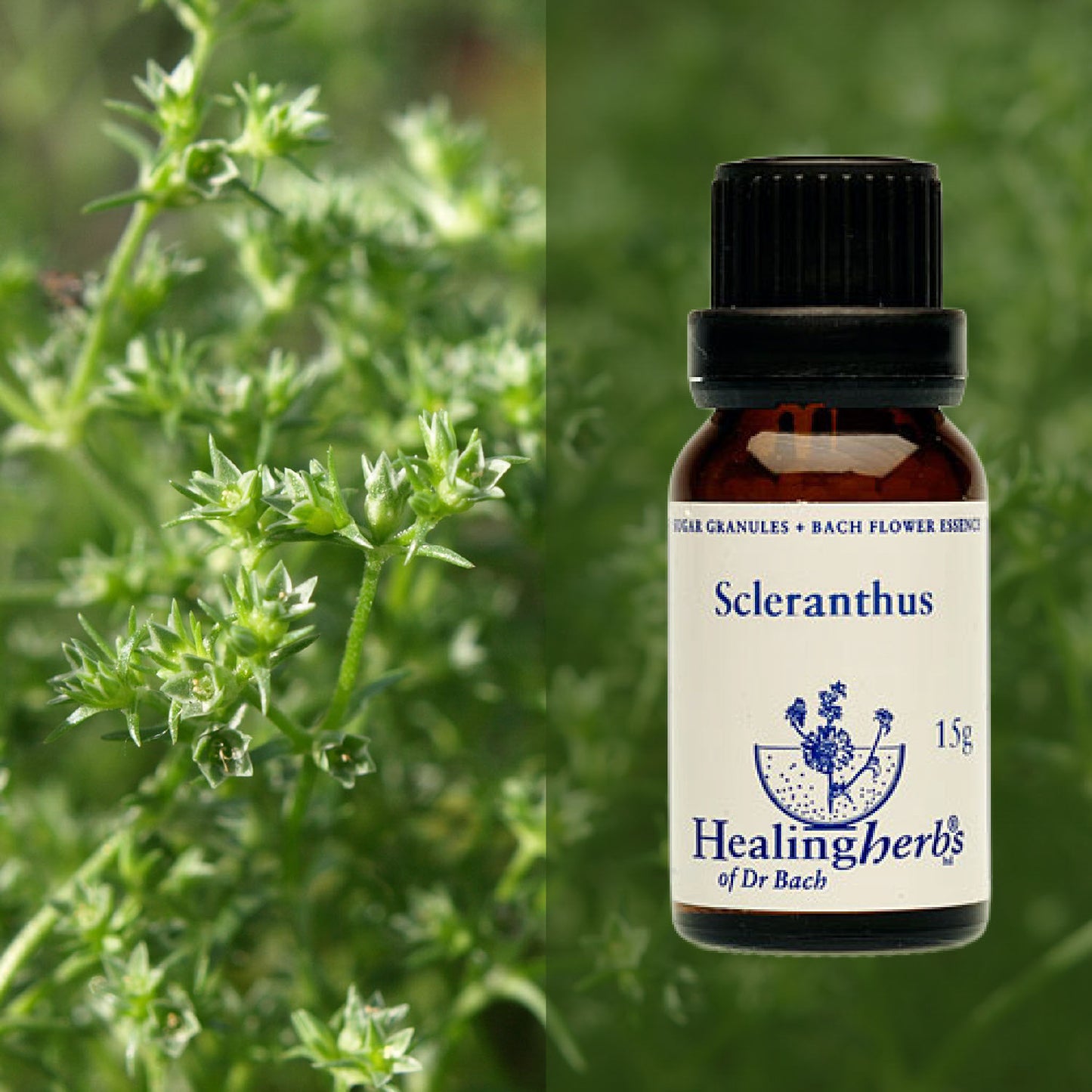 Žultszālīte / Scleranthus, 15 g