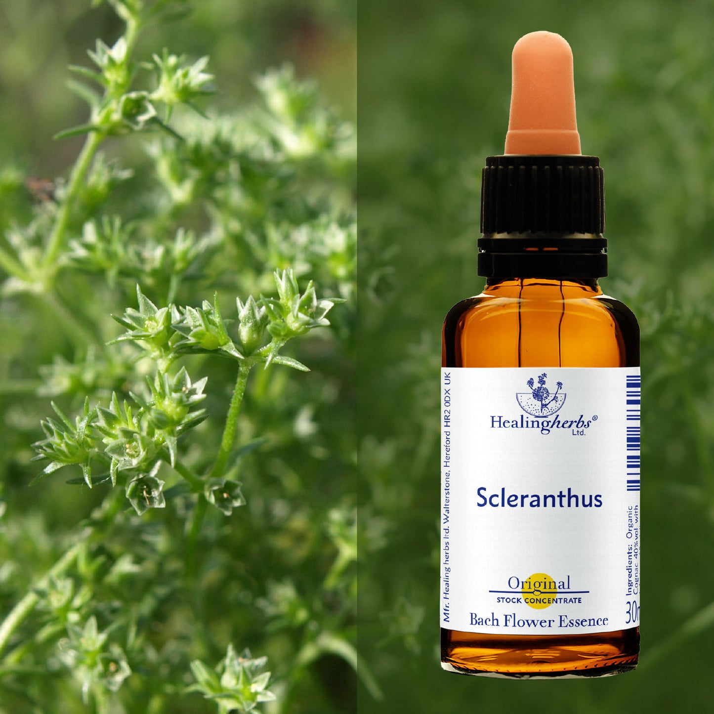 Žultszālīte / Scleranthus, 30 ml