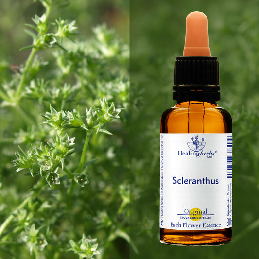 Žultszālīte / Scleranthus, 30 ml