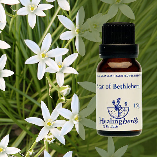 Baltstarīte / Star of Bethlehem, 15 g