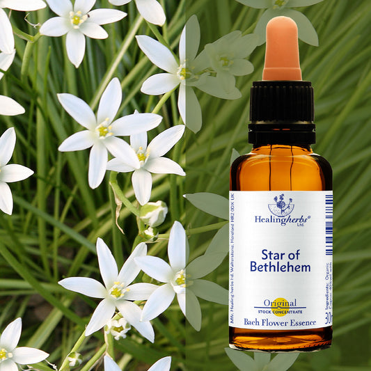 Baltstarīte / Star of Bethlehem, 30 ml