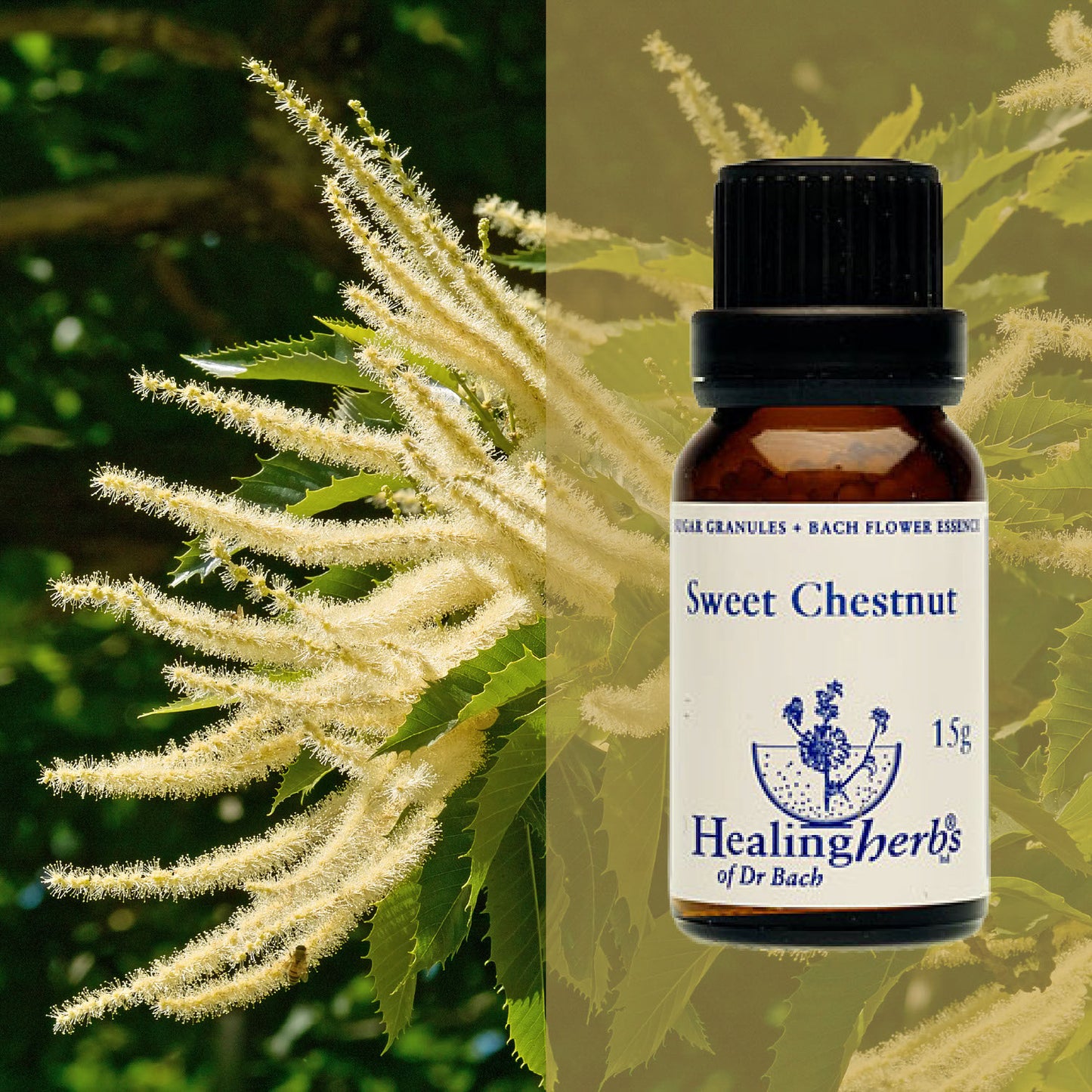 Kastaņa / Sweet Chestnut, 15 g