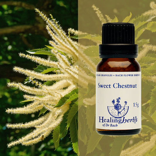 Kastaņa / Sweet Chestnut, 15 g