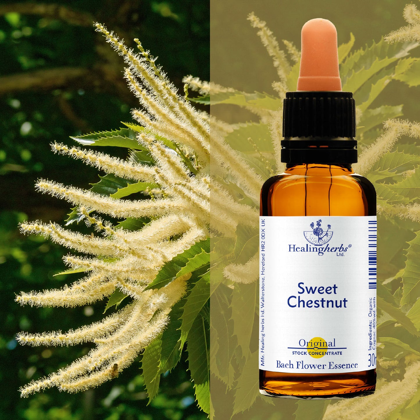 Kastaņa / Sweet Chestnut, 30 ml