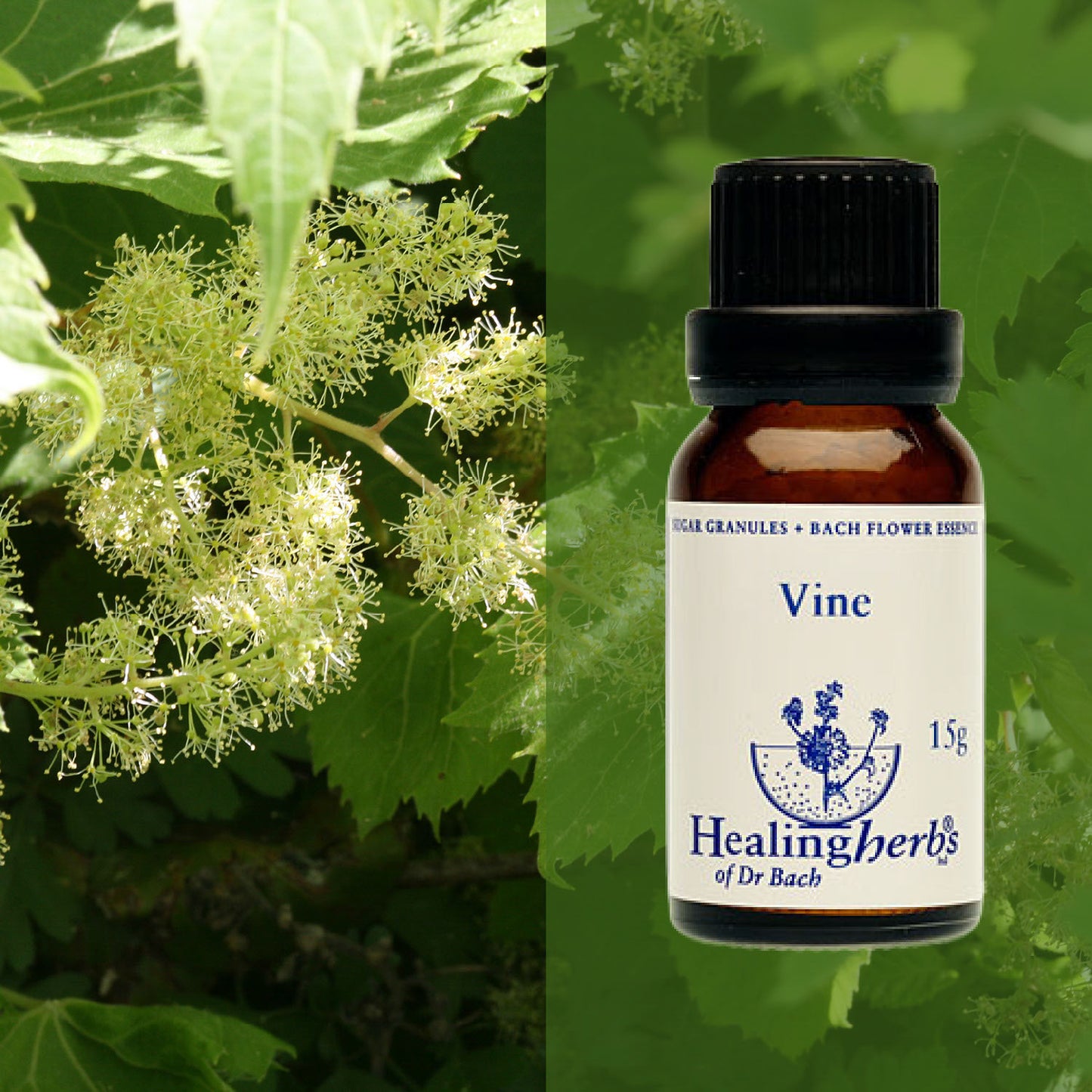 Vīnkoks / Vine, 15 g