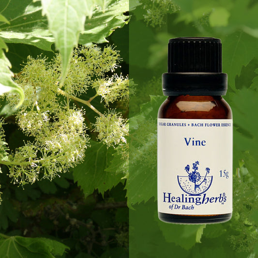 Vīnkoks / Vine, 15 g