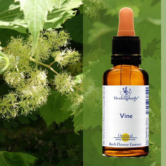 Vīnkoks / Vine, 30 ml