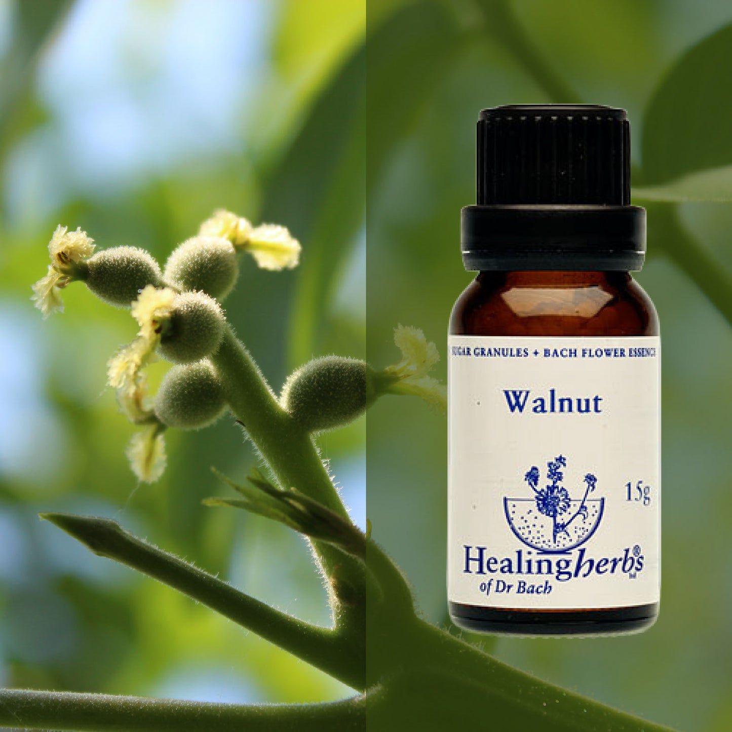 Riekstkoks / Walnut, 15 g