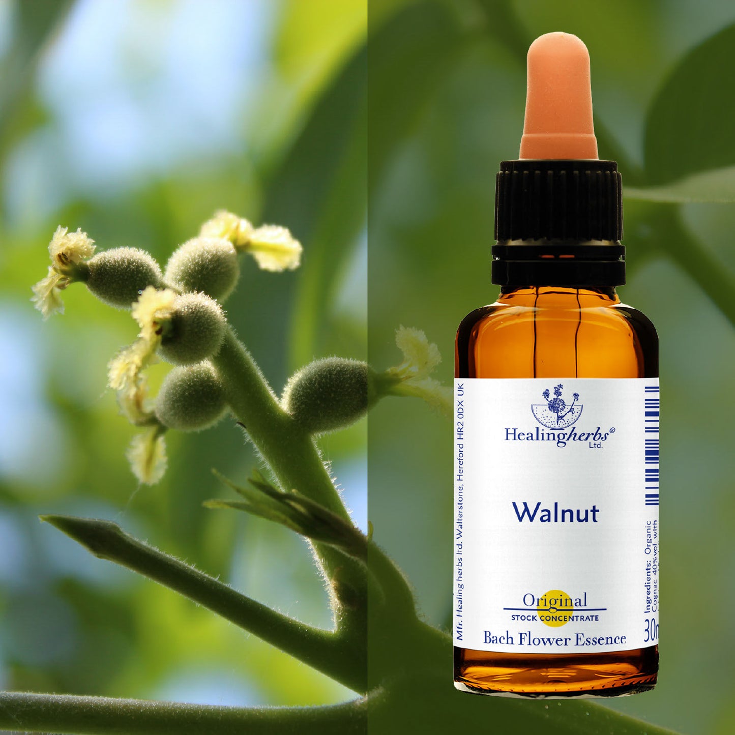 Riekstkoks / Walnut, 30 ml