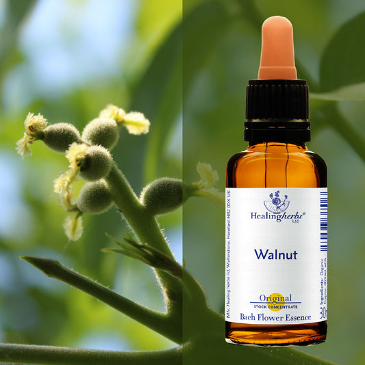 Riekstkoks / Walnut, 30 ml