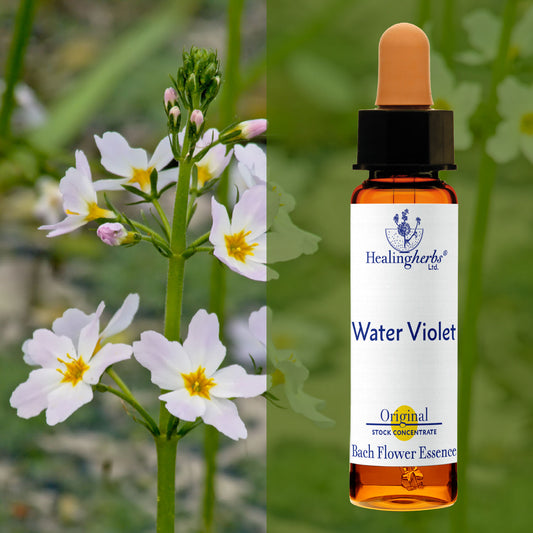 Sermulīte / Water Violet, 10 ml