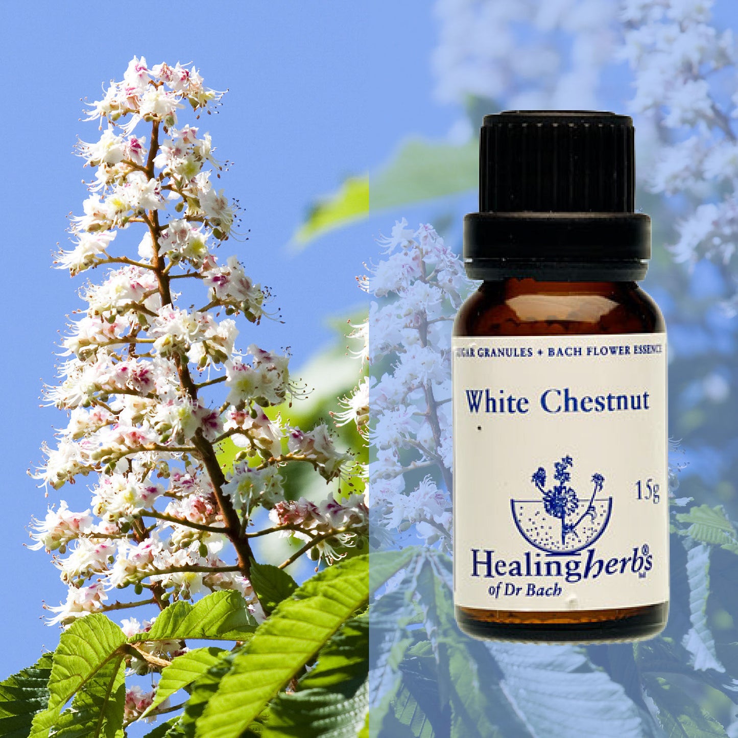 Parastā zirgkastaņa / White Chestnut, 15 g