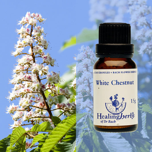 Parastā zirgkastaņa / White Chestnut, 15 g