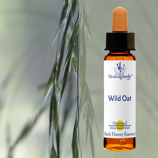 Lāčauza / Wild Oat, 10 ml