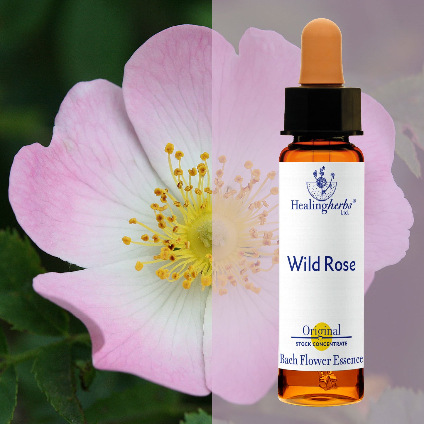 Roze / Wild Rose, 10 ml